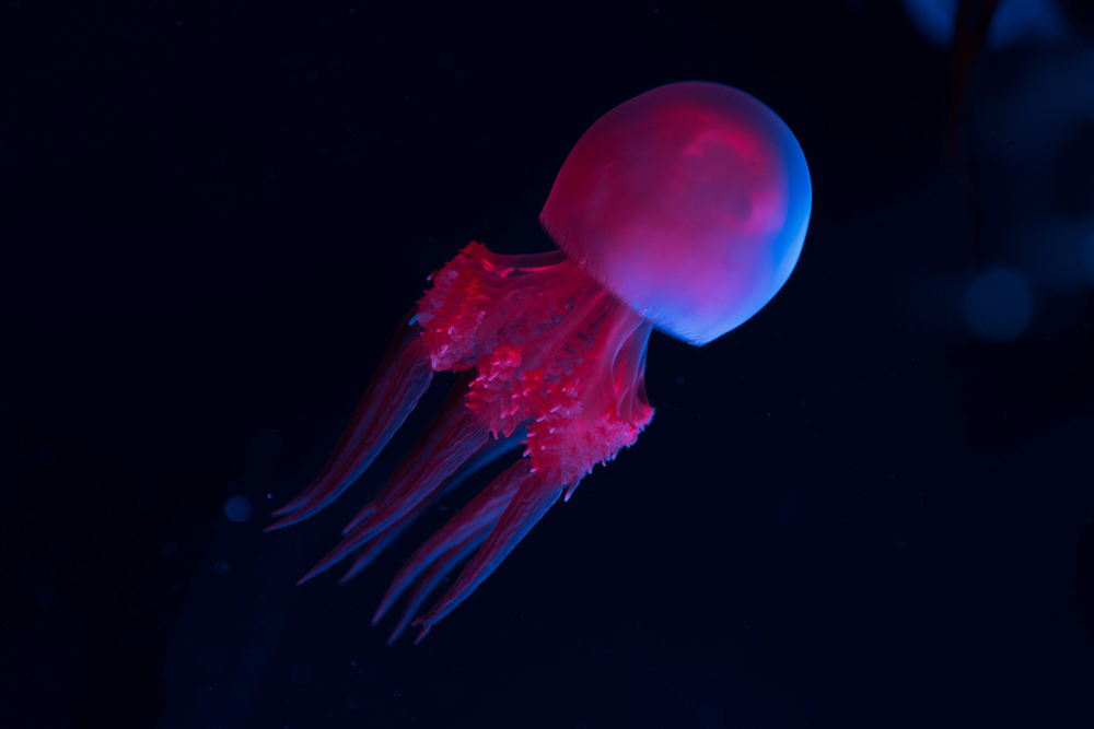 Depositphotos