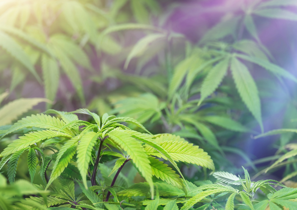 Trump vill ändra USA:s cannabislagar – miljardindustrin håller andan